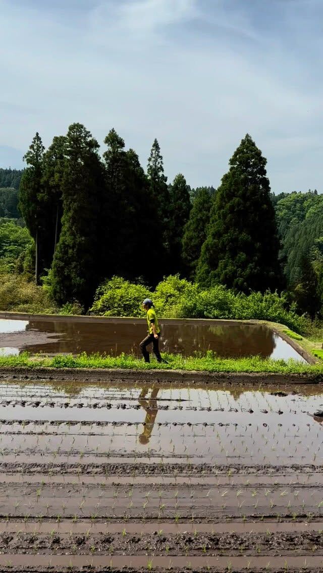 立夏〜竹笋生（たけのこしょうず）〜

二十四節気の「立夏」の末候”竹笋生”。御客屋の田んぼでは、予定通りに田植えが行われました。

黒川温泉は筑後川の源流域に位置していて、御客屋ではその湧出する清涼な水を利用して三反四畝の田んぼで米作りを行っています。高い標高が生む昼夜の寒暖差と清らかな水が、粘りのあるもちもちとした食感と食味豊かなお米を育てます。

10月中旬の収穫時期には、全量で900kg弱の収穫を見込んでいます。立派なお米になるようしっかりと育てていきます。

▼江戸中期、肥後細川藩御用宿として創業した半農半宿の宿「御客屋」
@okyakuya_ryokan

▼御客屋姉妹店 あか牛ハンバーグ、米粉うどん「予祝」
11時～16時
@yosyuku_okyakuya

▼御客屋姉妹店 あか牛料理とカレー「わろく屋」
毎週月～水、土日営業 11時～16時
@warokuya
 #黒川温泉 #わろく屋 #御客屋 #予祝 #半農半宿  #田植え 
 #kurokawaonsen #okyakuya #yosyuku #warokuya